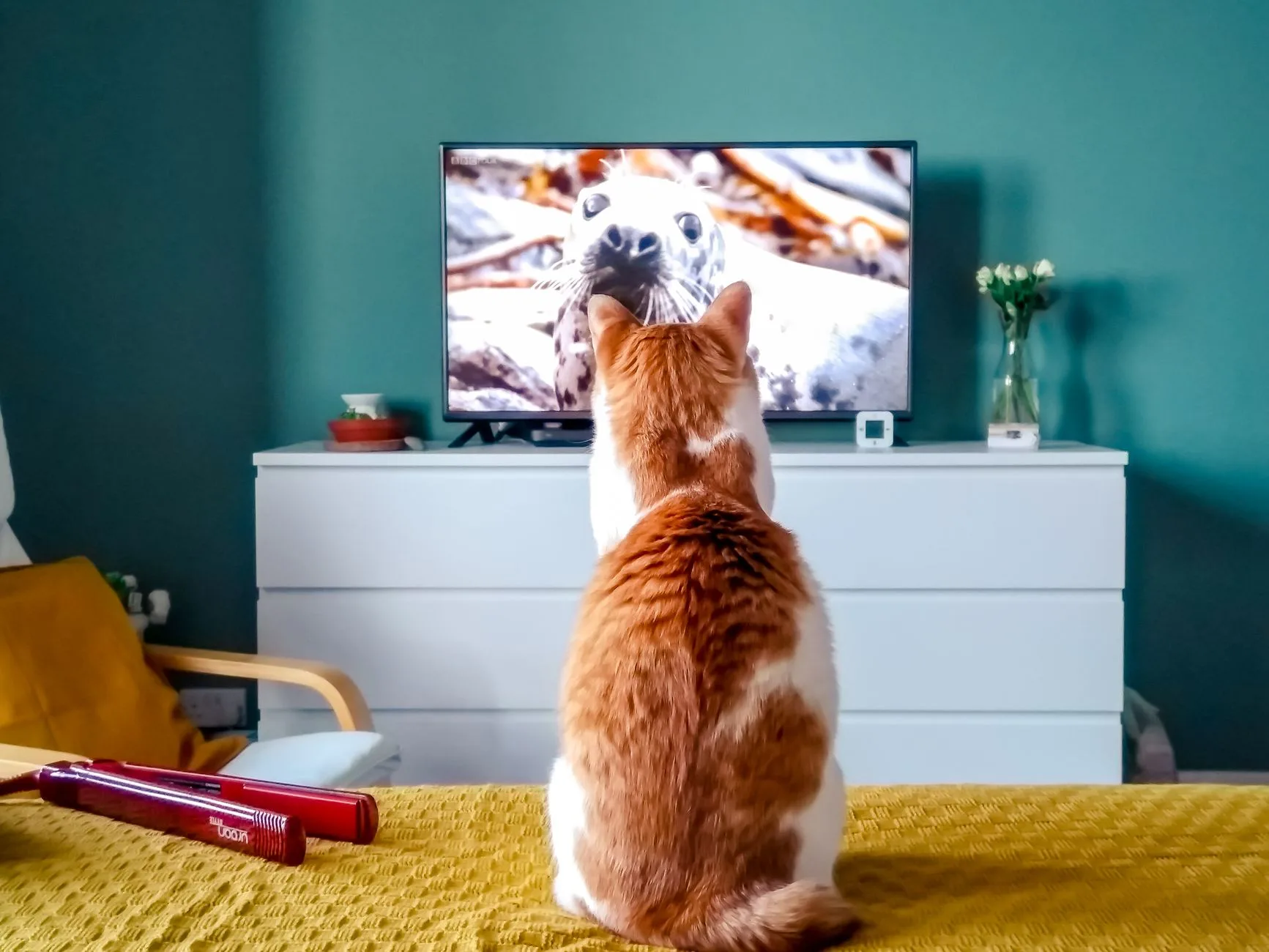 Bir evin içinde televizyon izleyen kediler