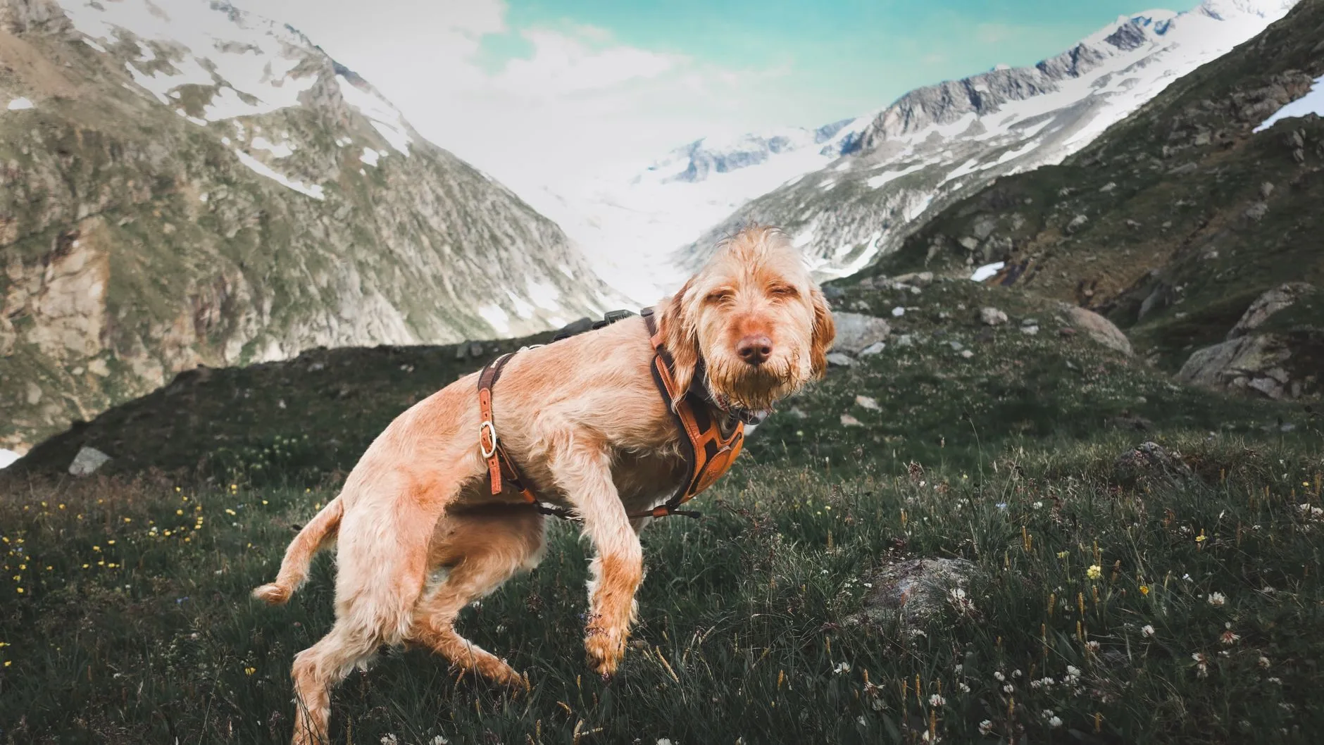 Doğal bir arazide macera atmosferini yansıtan köpek