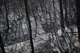 Fransa’daki orman yangınları ve iklim krizini temsil eden dumanlı kırsal manzara
