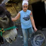 İspanya kırsalında çiftlik hayvanlarını kontrol eden veteriner