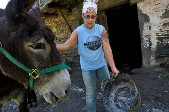 İspanya kırsalında çiftlik hayvanlarını kontrol eden veteriner