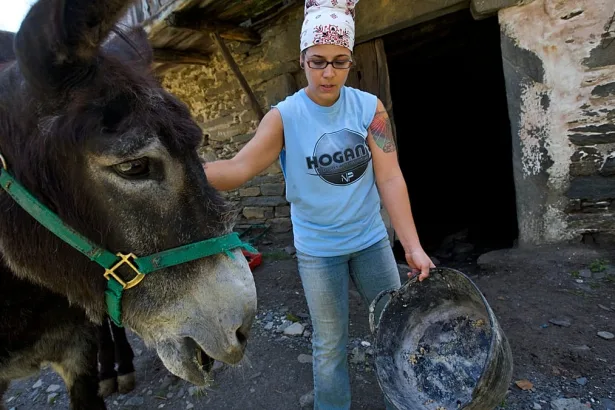 İspanya kırsalında çiftlik hayvanlarını kontrol eden veteriner