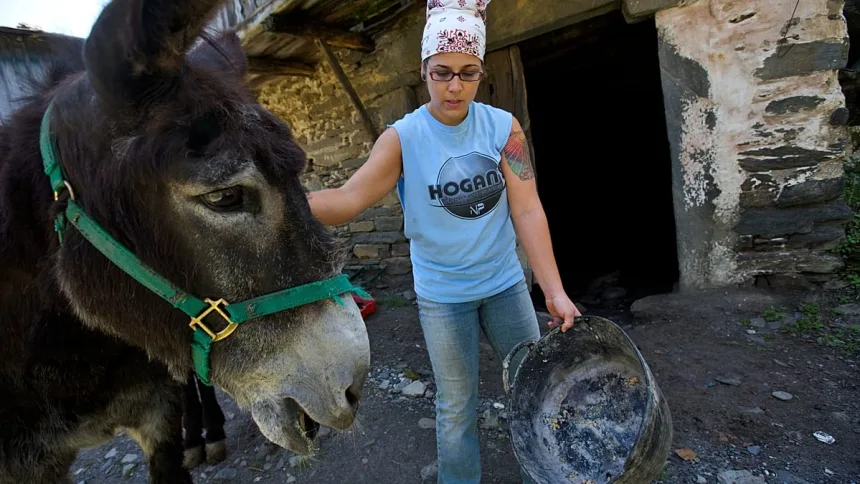 İspanya kırsalında çiftlik hayvanlarını kontrol eden veteriner