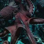 Adriyatik’te istilacı mavi yengeçlerle mücadele için denize bırakılan ahtapot yavruları