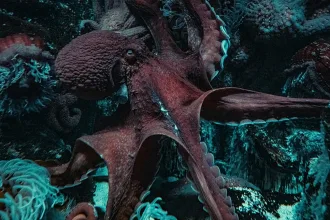 Adriyatik’te istilacı mavi yengeçlerle mücadele için denize bırakılan ahtapot yavruları