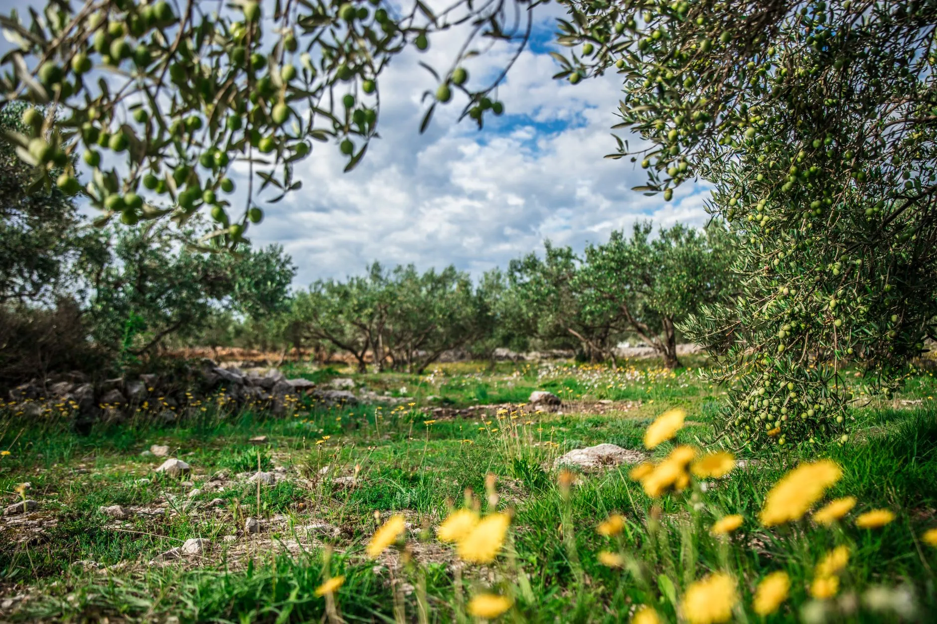 Zeytin ağaçlarıyla kaplı bir arazi