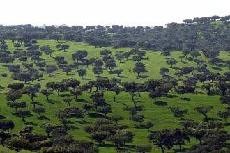 Portekiz’deki kadim zeytin ağaçlarını temsil eden yaşlı bir zeytin ağacı