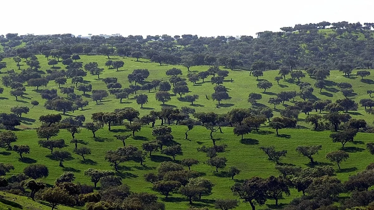 Portekiz’deki kadim zeytin ağaçlarını temsil eden yaşlı bir zeytin ağacı