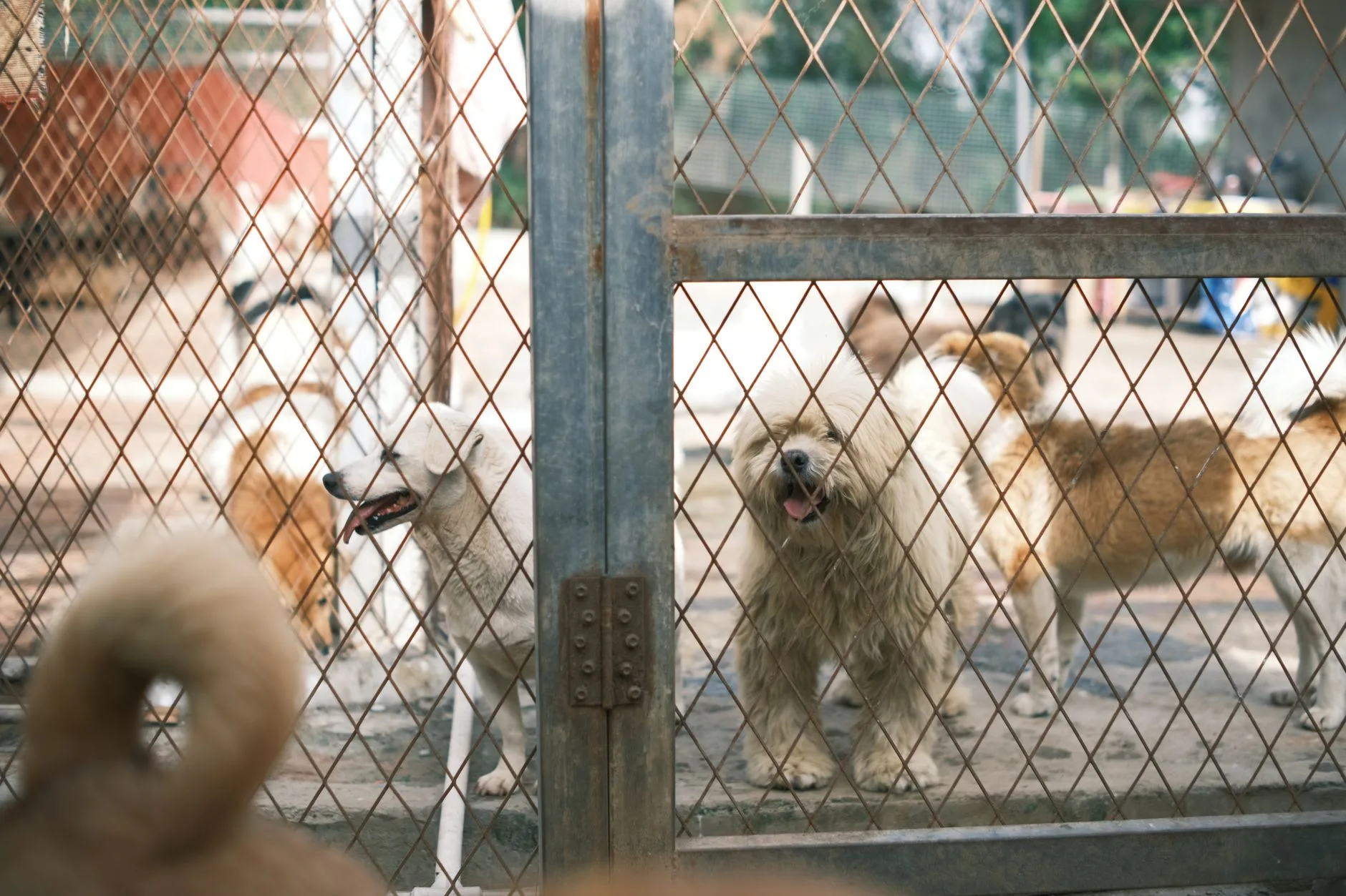 Hayvan barınağında sahiplenilmeyi bekleyen köpek