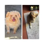 Portekiz'de sokakta terk edilmiş bir köpek