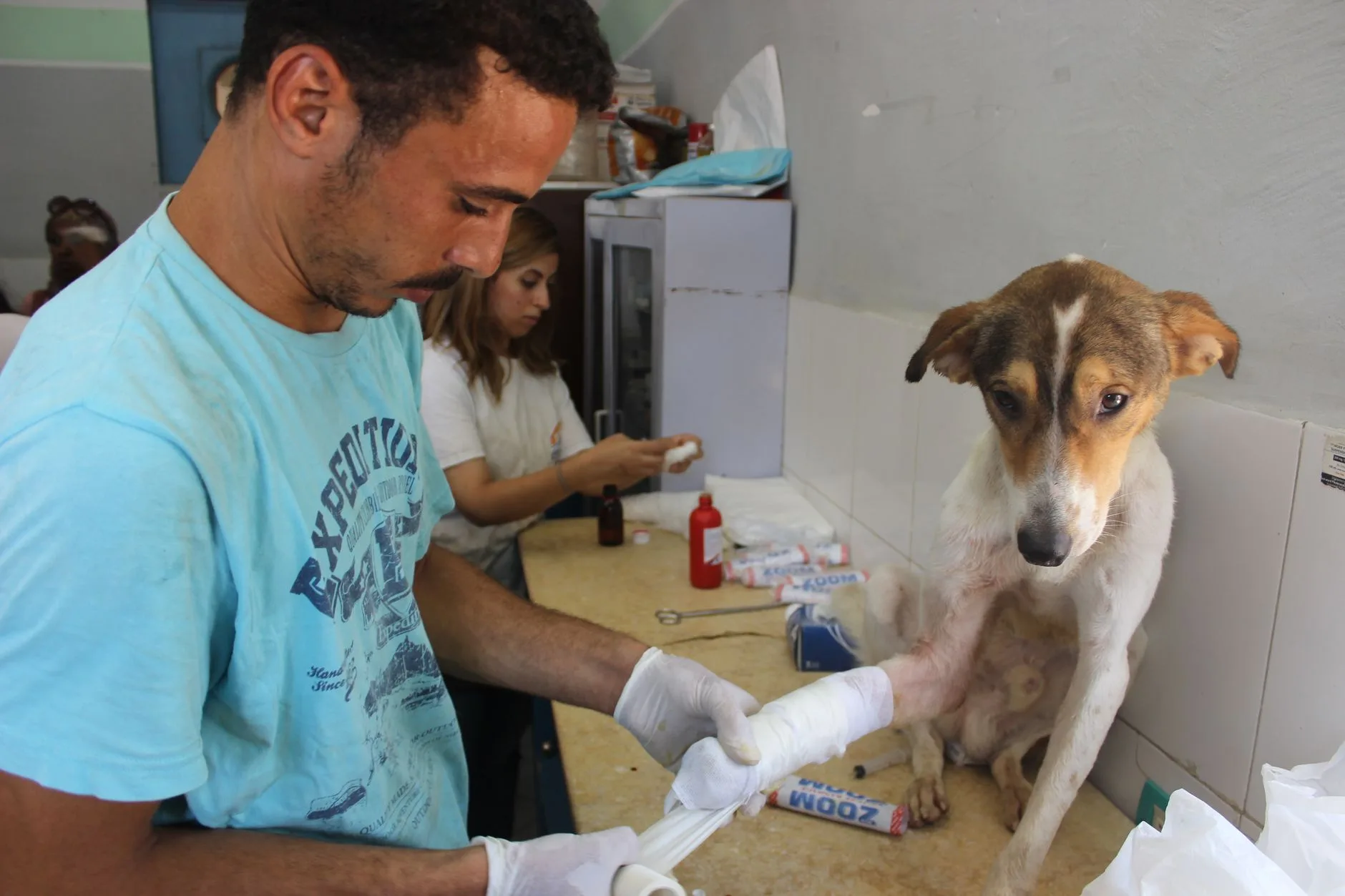 Yaralı bir köpeği tedavi eden veteriner hekim