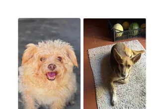 Portekiz'de sokakta terk edilmiş bir köpek