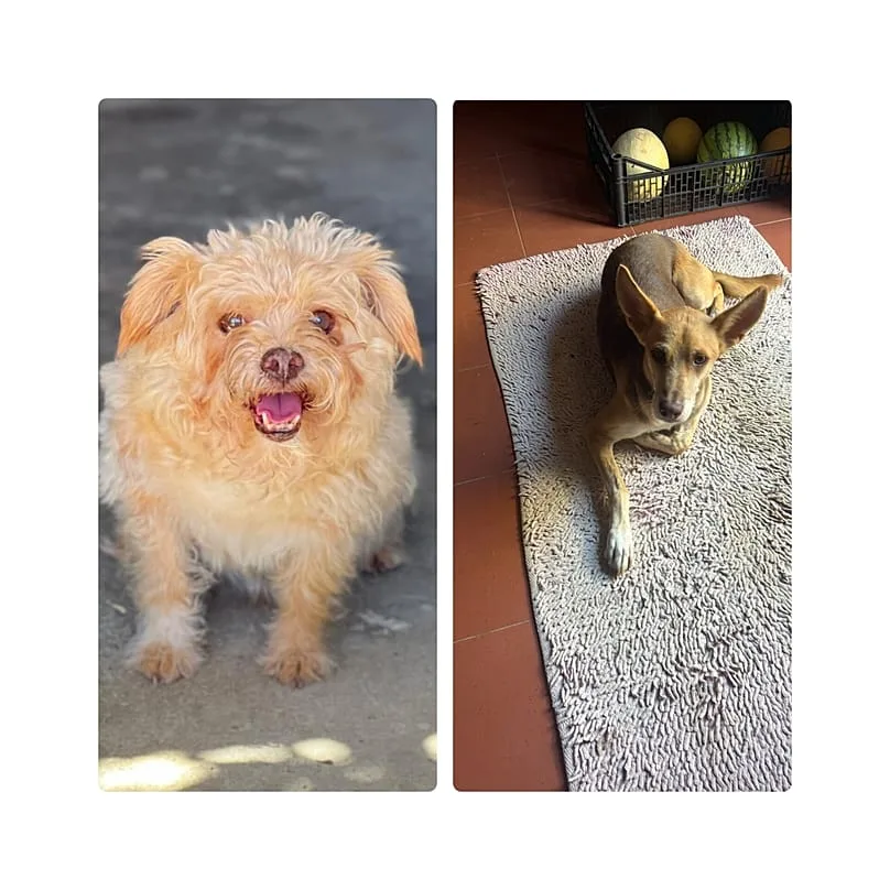 Portekiz'de sokakta terk edilmiş bir köpek