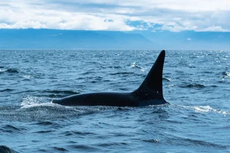 Denizde yüzgeci görülen bir orka