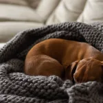 Minder üzerinde uyuyan dachshund cinsi köpek