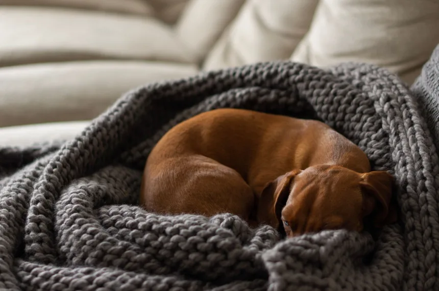 Minder üzerinde uyuyan dachshund cinsi köpek