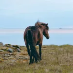 Eriskay Adası’ndaki kayalık yamaçlarda dolaşan midilliler