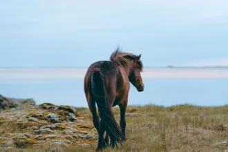 Eriskay Adası’ndaki kayalık yamaçlarda dolaşan midilliler