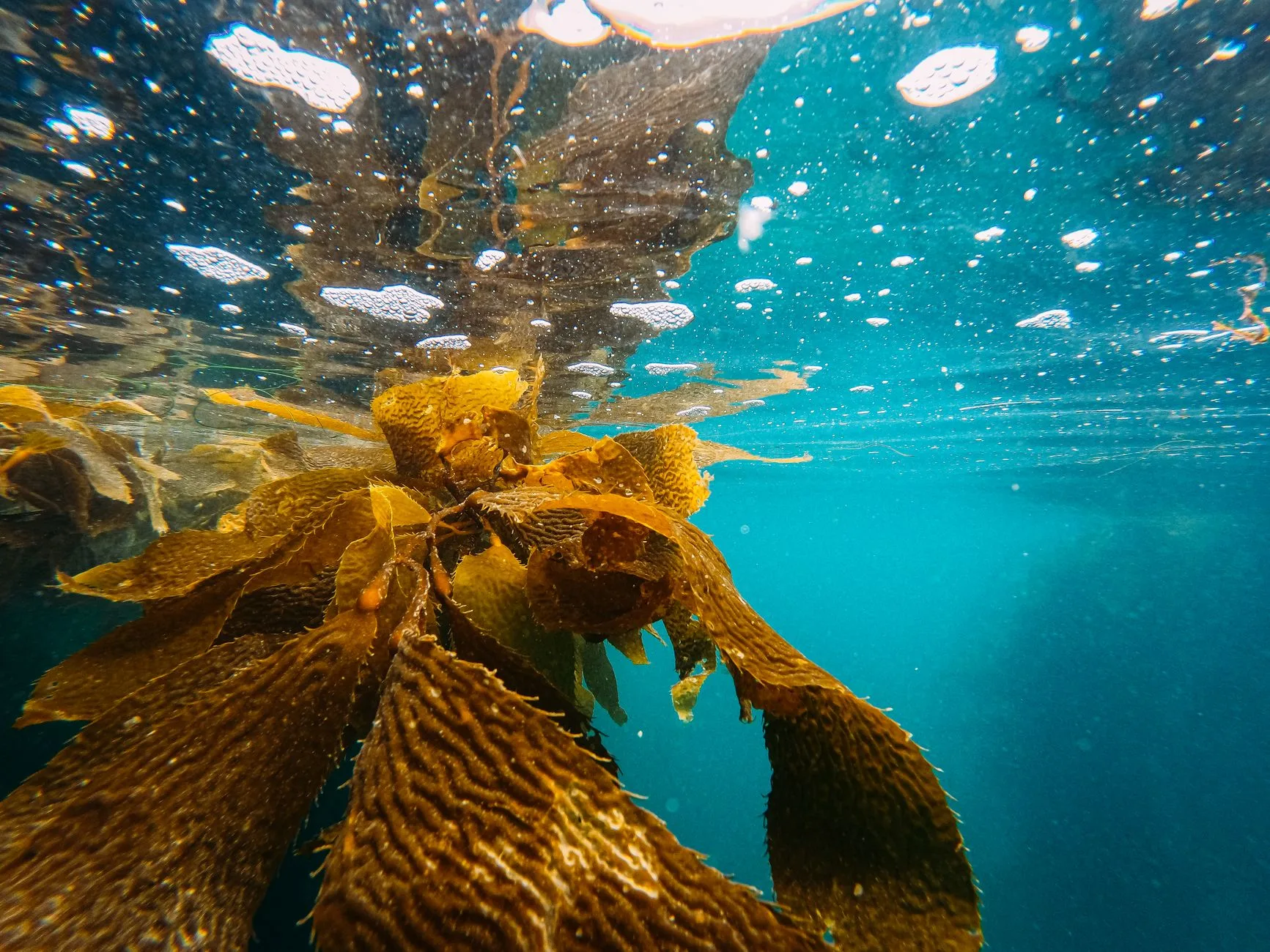 Kuzey Denizi’nde kelp ormanı ve deniz canlıları