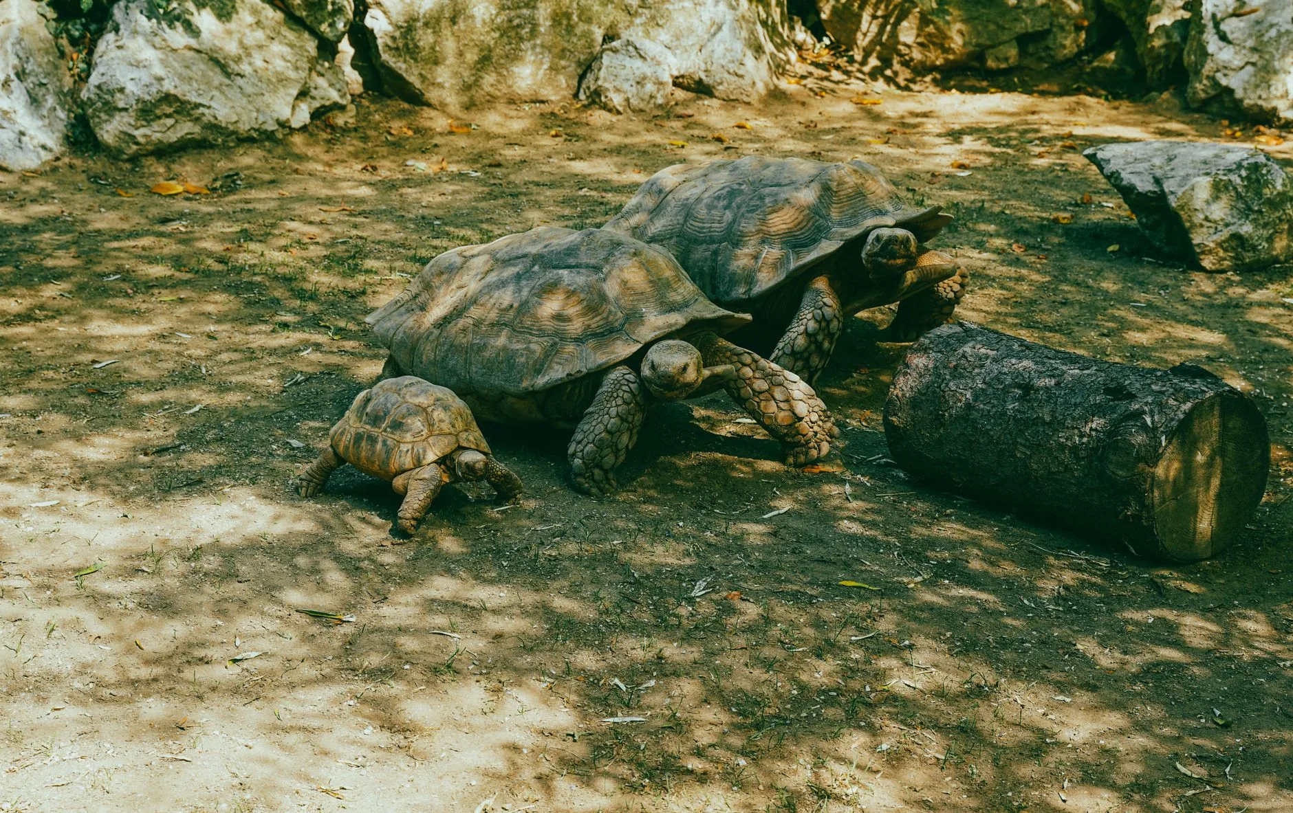 Koruma alanında bulunan kaplumbağalar