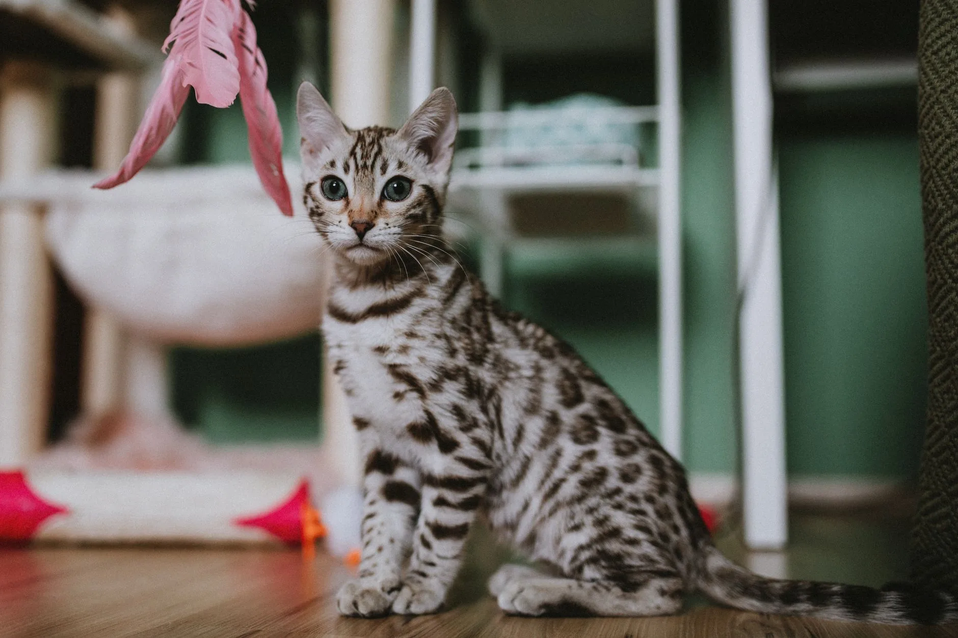 Ev yapımı oyuncaklarla oynayan bir kedi