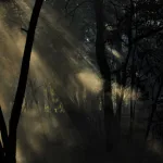 Sis ve ışıklarla aydınlatılan tiyatro sahnesinde orman atmosferi
