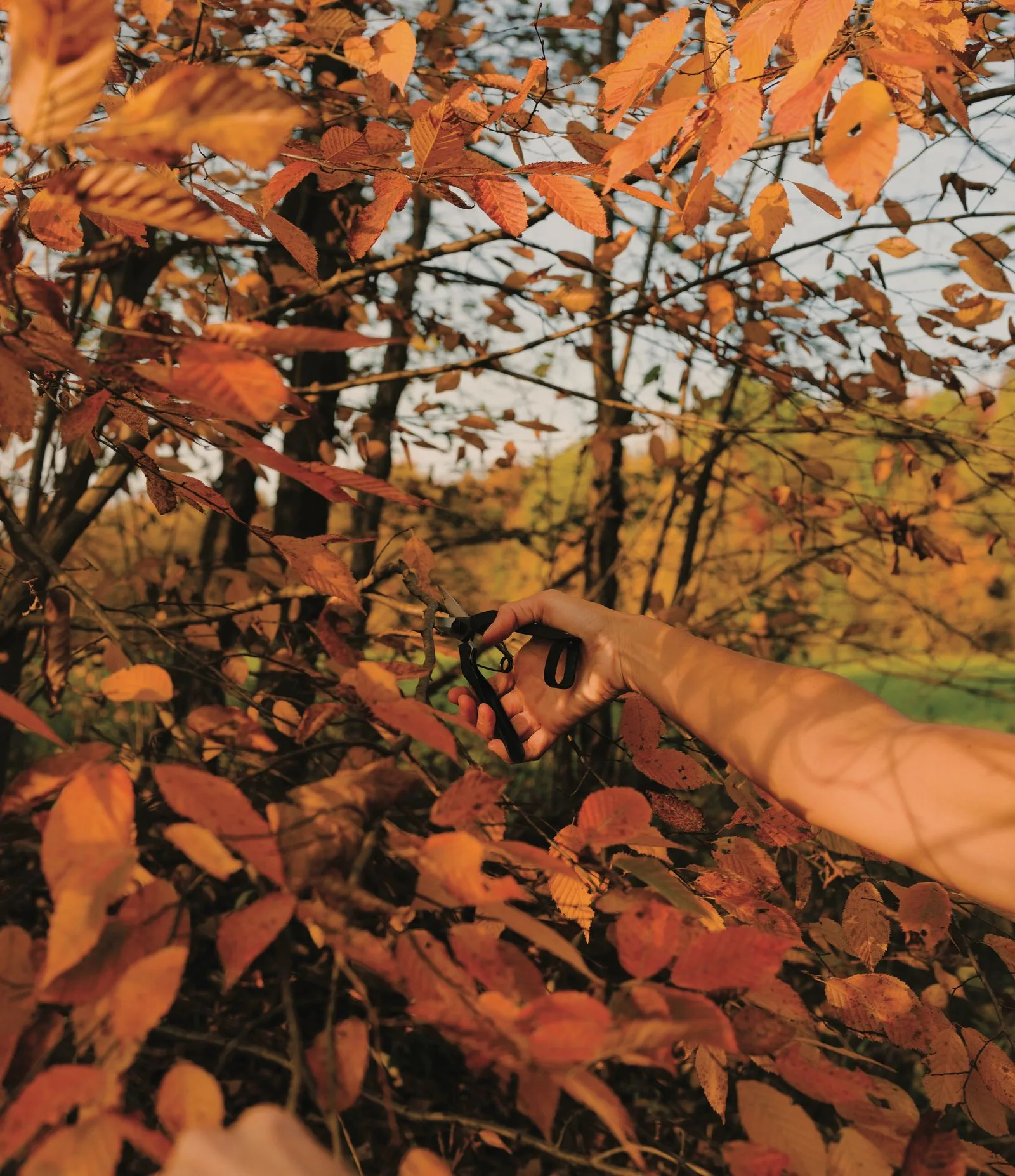 Once Around the Sun: Lisa Przystup’ın Catskills’te Sonbahar Ritüelleri